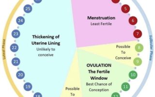 fertile window by using pregnancy calculator