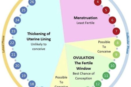 fertile window by using pregnancy calculator