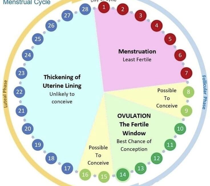 fertile window by using pregnancy calculator