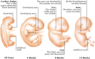 12th week pregnancy