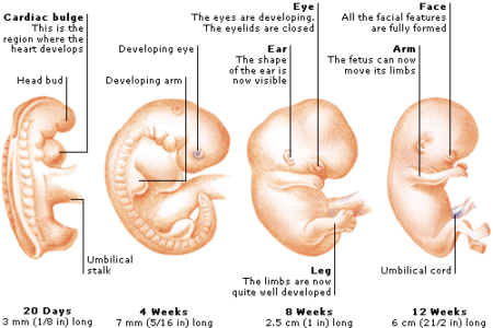 12th week pregnancy