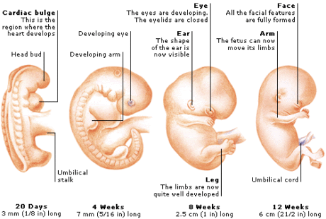 12th week pregnancy