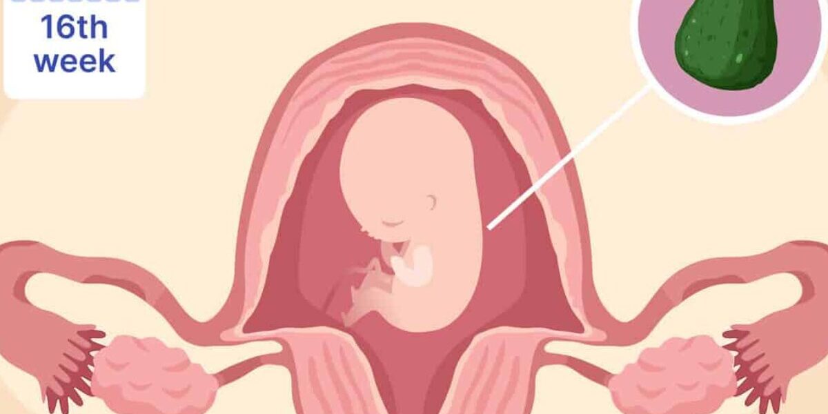 13th Week to 16th Week Pregnancy (4 Months) - Second Trimester