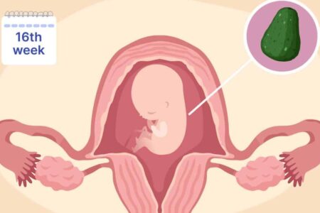 13th Week to 16th Week Pregnancy (4 Months) - Second Trimester