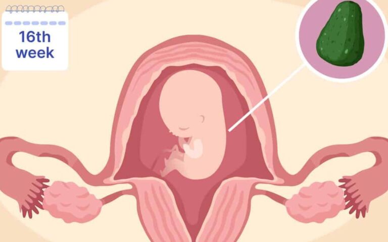 13th Week to 16th Week Pregnancy (4 Months) - Second Trimester