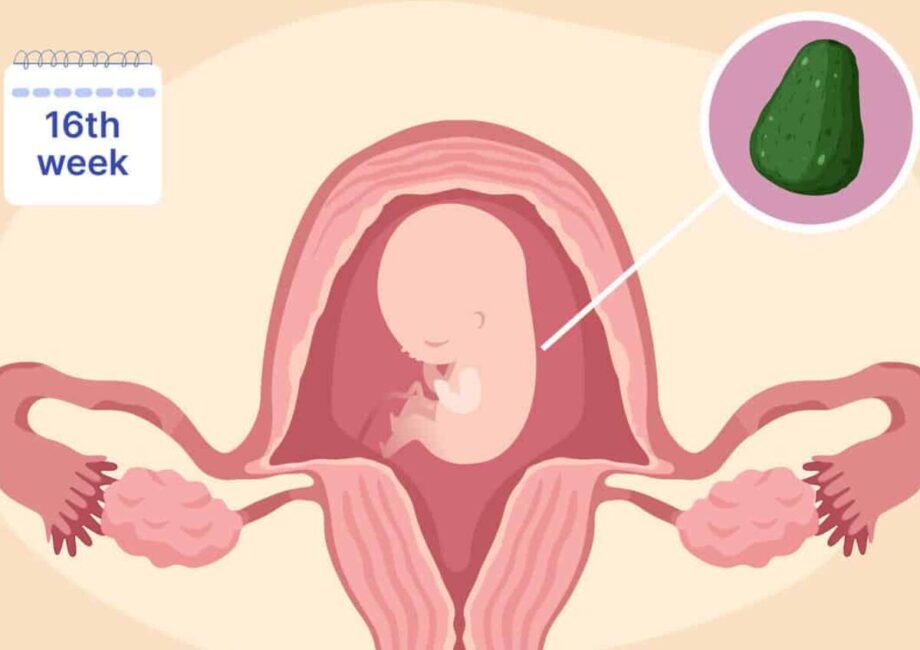 13th Week to 16th Week Pregnancy (4 Months) - Second Trimester