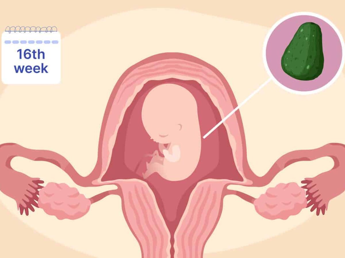 13th Week to 16th Week Pregnancy (4 Months) – Second Trimester