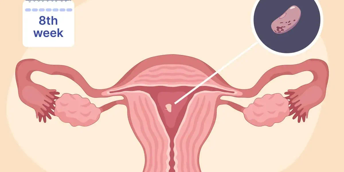 5th-8th week pregnancy