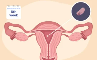 5th-8th week pregnancy