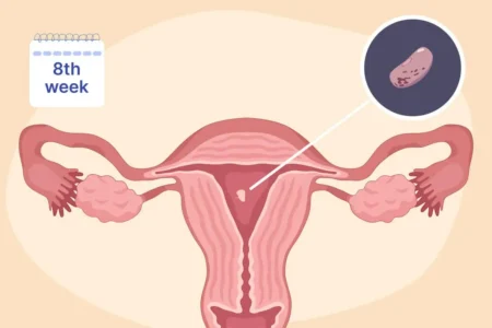 5th-8th week pregnancy
