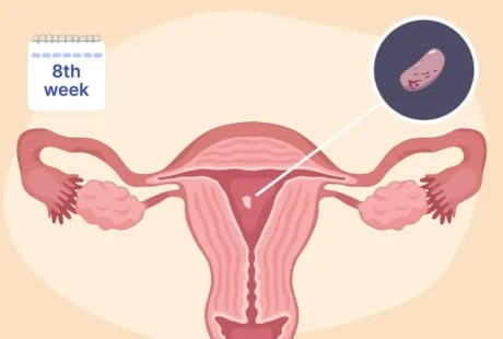5th-8th week pregnancy