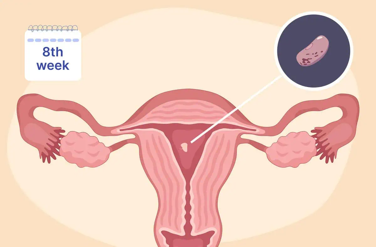 5th to 8th Week of Pregnancy  (Month 2) – First Trimester