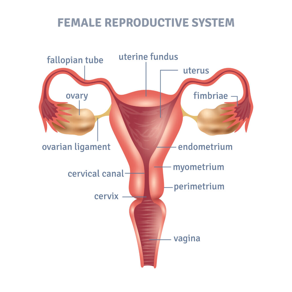 female reproductive system