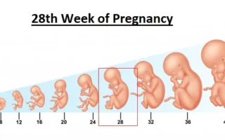 28th Week of Pregnancy (Month 7) – Second Trimester