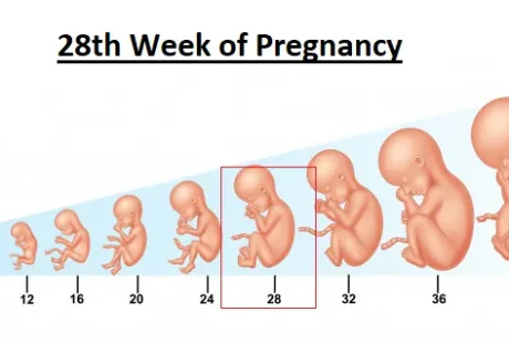 28th Week of Pregnancy (Month 7) – Second Trimester