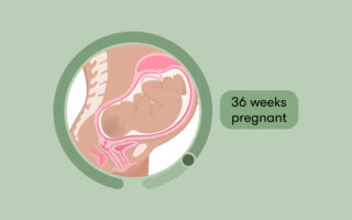 33rd Week to 36th Week of Pregnancy (Month 9) - Third Trimester