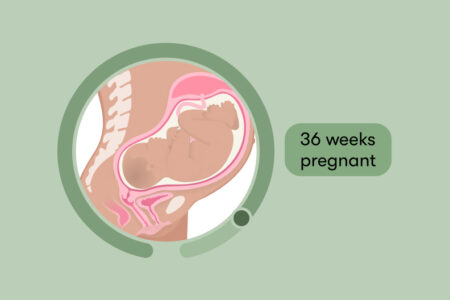 33rd Week to 36th Week of Pregnancy (Month 9) - Third Trimester