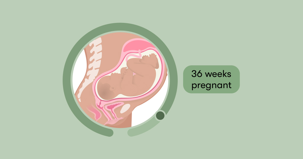 33rd Week to 36th Week of Pregnancy (Month 9) - Third Trimester